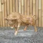 morepic-1